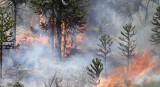 Incendios en el Sur: nuevos focos complican el trabajo exhaustivo de los brigadistas