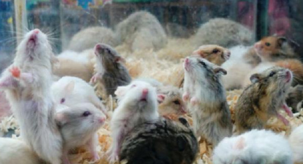 Hong Kong sacrificará a dos mil roedores importados de Europa