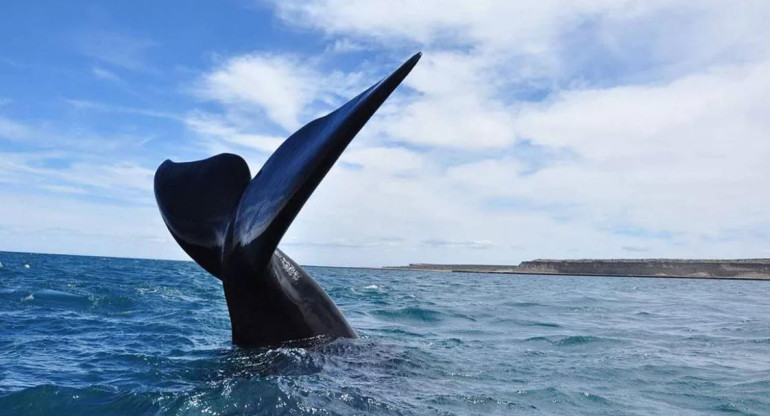 Ballenas en Península Valdés