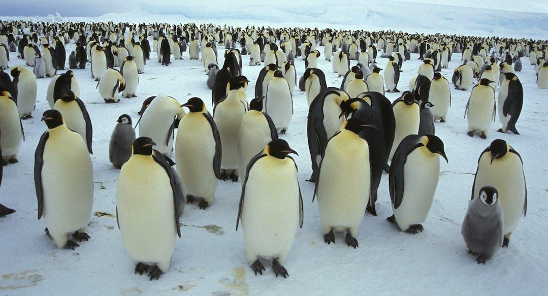Colonias del pingüino emperador, Reuters