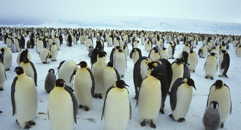 Colonias del pingüino emperador, Reuters