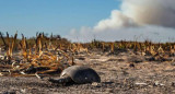 Incendios en Corrientes, foto NA