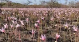 Tras los incendios y las intensas lluvias en Corrientes, los Esteros del Iberá comienzan a recuperarse