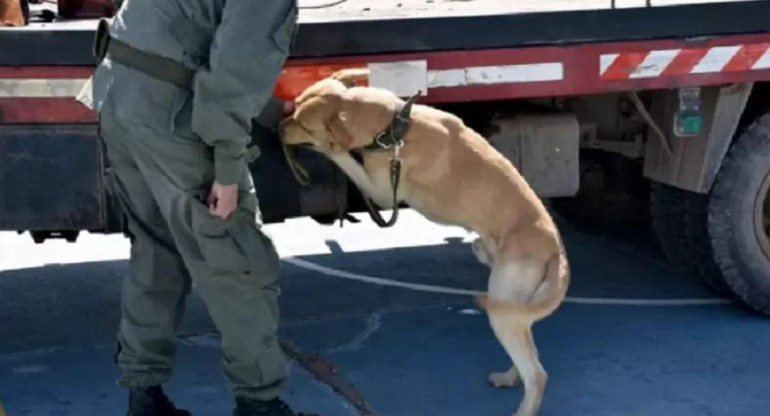 Un perro detectó en Orán, Salta, más de media tonelada de cocaína camuflada en un camión grúa