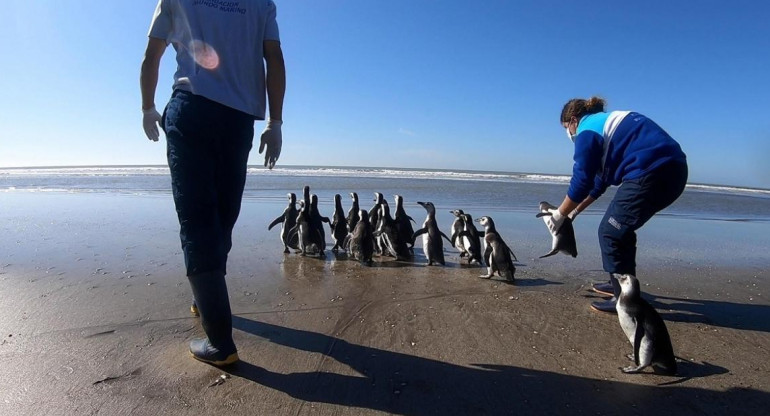 18 pingüinos hallados en estado de desnutrición regresaron al mar