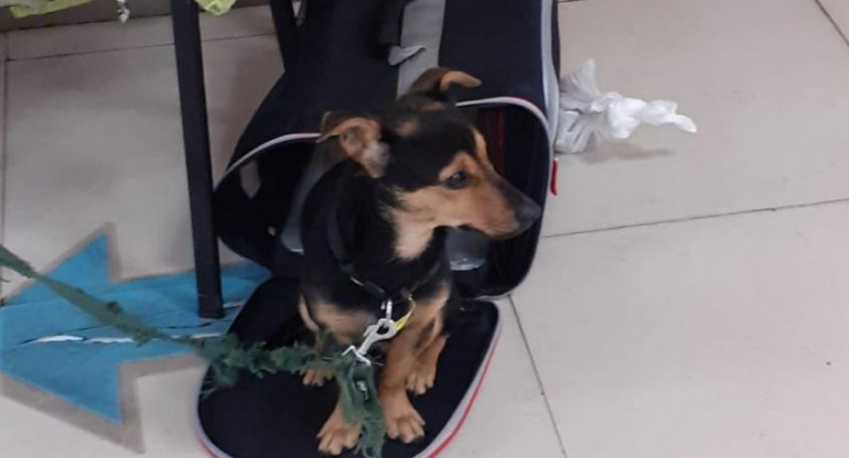 Coco, perro varado en Aeropuerto de Ezeiza. Foto: NA.