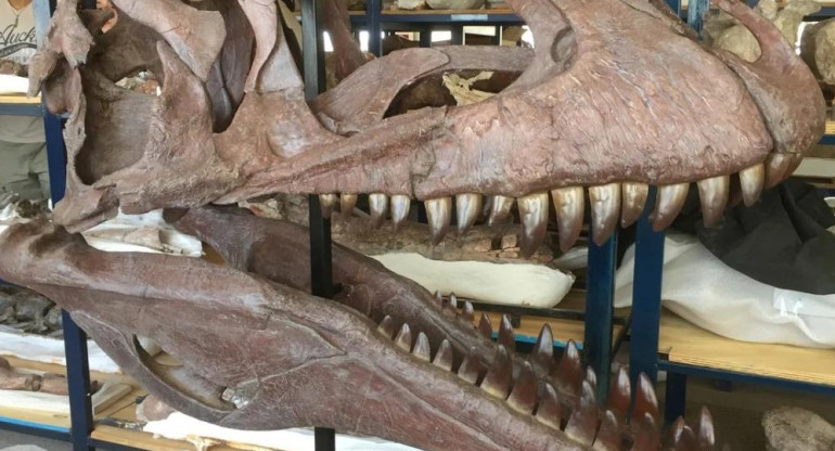 Meraxes Giga, esqueleto de dinosaurio hallado en Neuquén. Foto: Fundación Azara.