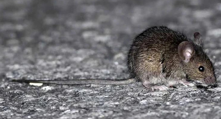 Hantavirus. Foto: redes sociales.