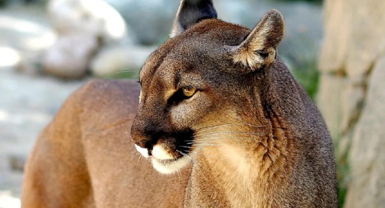 Puma, animal. Foto: EFE.