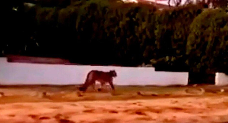 Pumas sueltos en Villa Gesell. Foto: Captura de video.