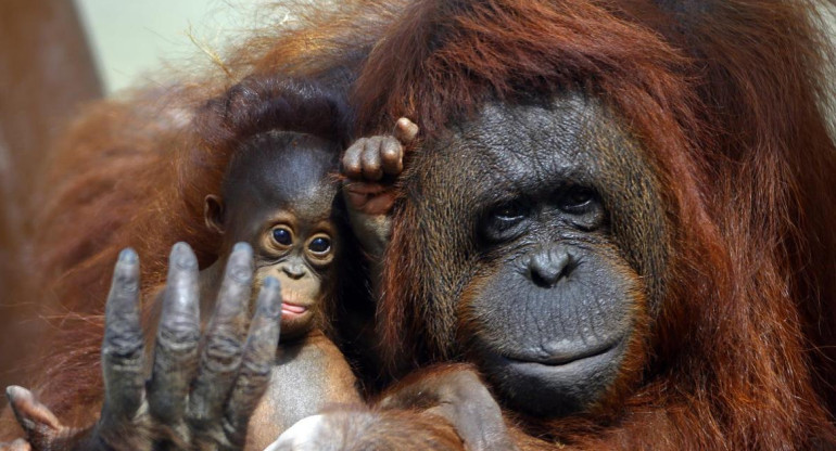 Dos bebes orangután son el atractivo en el Zoológico de Guadalajara. Foto: EFE.