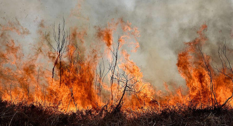 Incendios en el Delta. Foto: Greenpeace.