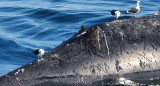 Ballenas en Puerto Pirámides. Foto: Twitter @gloriallopiz