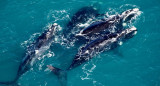 Ballenas. Foto: Télam