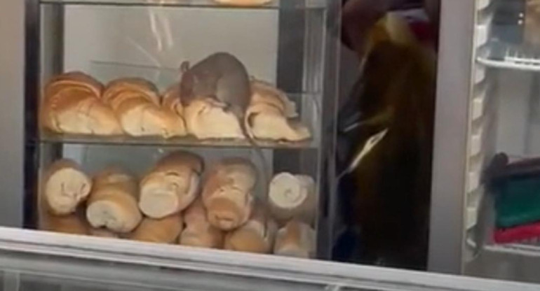 Rata en panaderia, video viral.