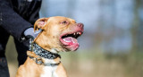 Perro pitbull. Foto: REUTERS