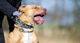 Perro pitbull. Foto: REUTERS