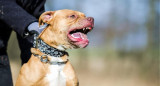 Perro pitbull. Foto: REUTERS