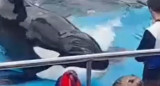 La orca más vieja de Mundo Marino. Foto: captura de video.