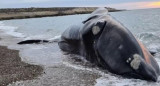 Ballena muerta. Foto: NA