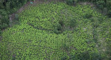 Cultivos de coca en Colombia. Foto: REUTERS.