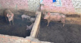 Avanza la investigación del hombre devorado por los chanchos en General Rodríguez. Foto: NA.