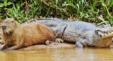 Carpincho y cocodrilo. Foto: Revista Nature.