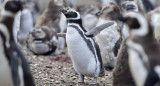 Pingüinos de Magallanes. Foto: Télam.