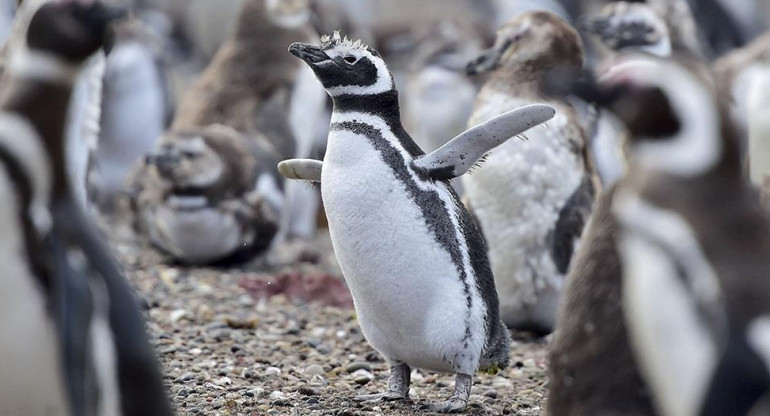 Pingüinos de Magallanes. Foto: Télam.