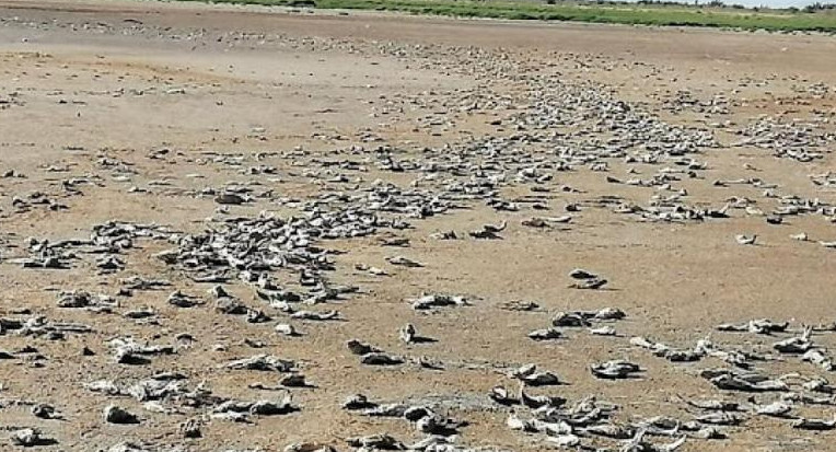 Laguna Las Salinas. Foto: NA