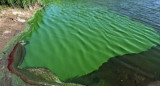 Alerta por cianobacterias en aguas. Foto: archivo Télam