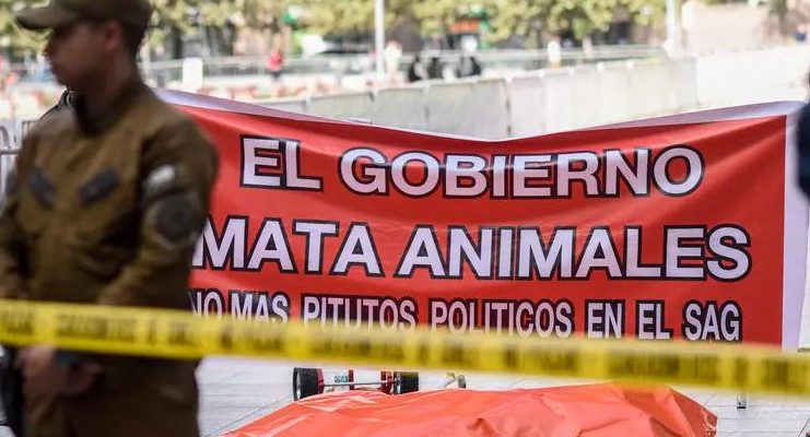 León muerto frente a la Casa de Gobierno de Chile. Foto: La Tercera