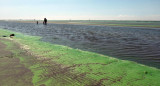 Cianobacterias en balnearios del Río de la Plata y lagunas bonaerenses. Foto: Télam