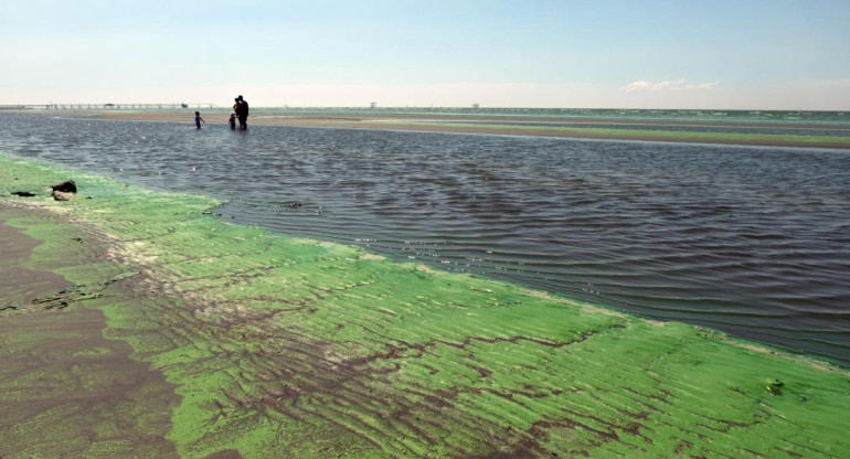 Cianobacterias en balnearios del Río de la Plata y lagunas bonaerenses. Foto: Télam