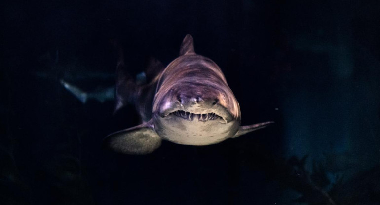 Tiburón al ataque. Foto Unslplash.