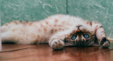 Los gatos son animales muy divertidos. Foto: Unsplash.