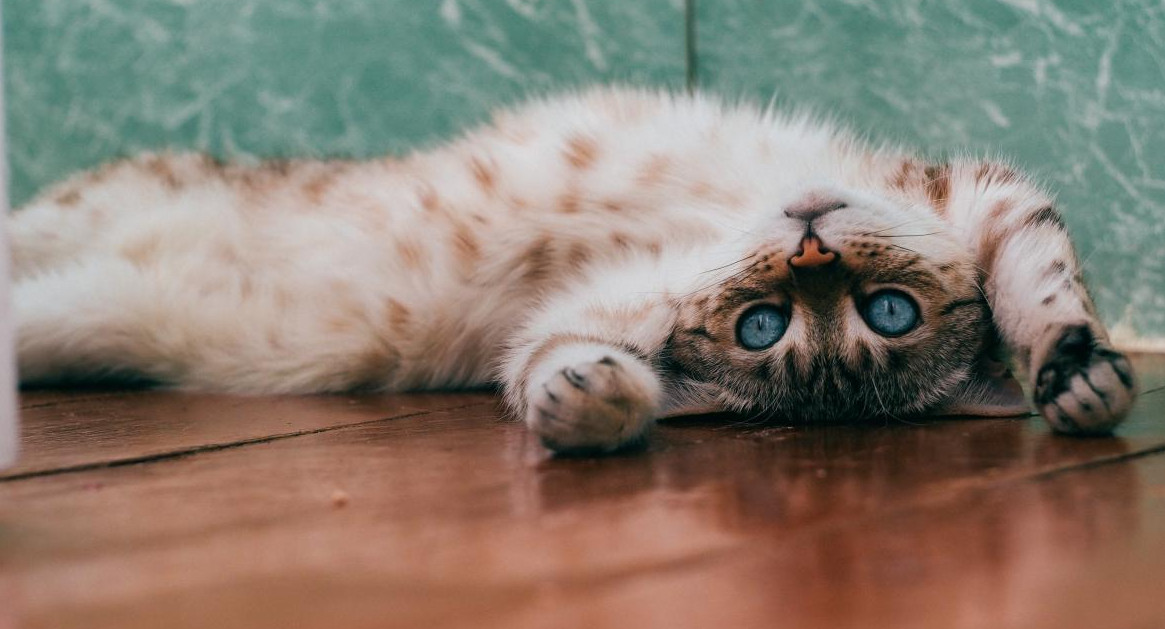 Los gatos son animales muy divertidos. Foto: Unsplash.