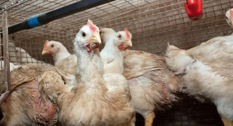 Gripe aviar. Foto: Telam.