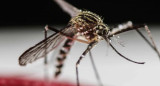 Dengue, mosquito. Foto: REUTERS