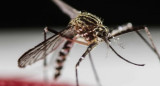 Dengue, mosquito. Foto: REUTERS