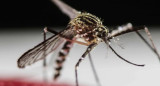 Dengue, mosquito. Foto: REUTERS