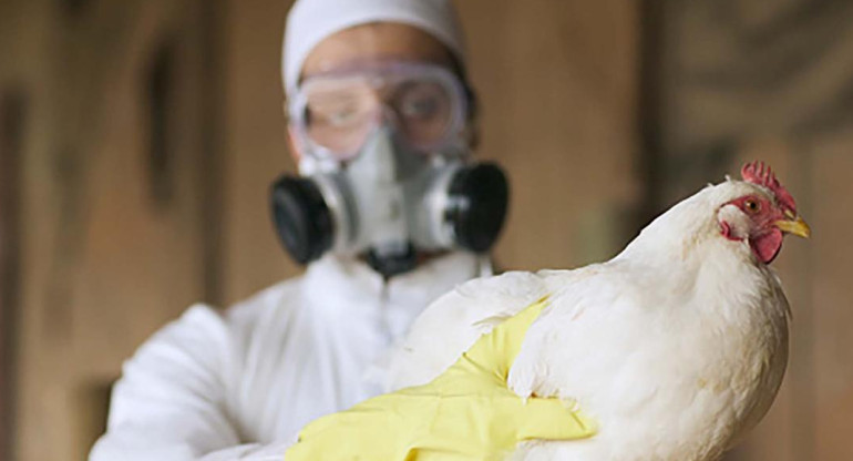 Gripe aviar. Foto: REUTERS