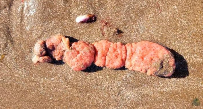 "Papas de mar" en Mar del Plata. Foto: Instituto Nacional de Investigación y Desarrollo Pesquero.