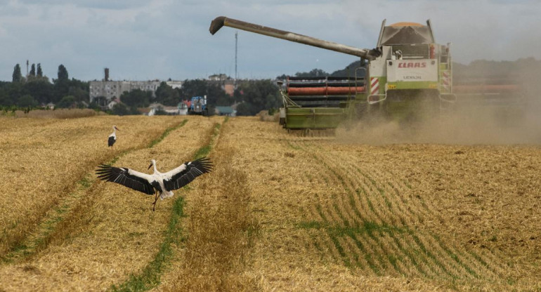 Campo de trigo en Zghurivka, Ucrania. Foto: Reuters.