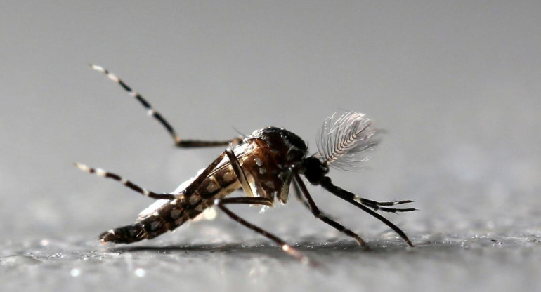 Mosquito transmisor del dengue. Foto: REUTERS