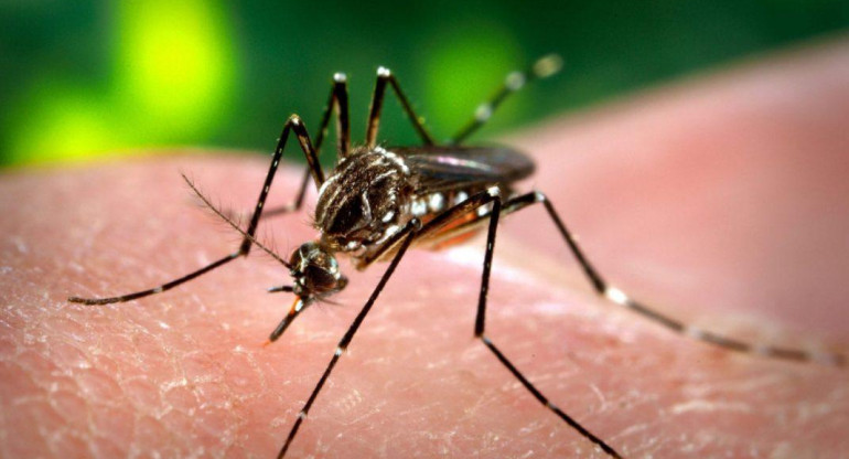 Mosquito transmisor del dengue. Foto: REUTERS
