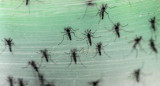 Dengue, mosquito. Foto: Reuters