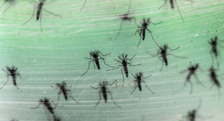 Dengue, mosquito. Foto: Reuters