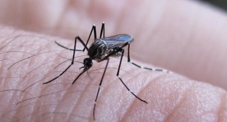 Dengue, mosquito. Foto: NA