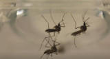 Mosquito transmisor del dengue. Foto: Reuters